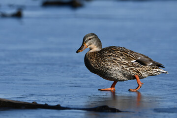 Spring migration showing a female Mallard duck waling on the thin ice covered marsh 