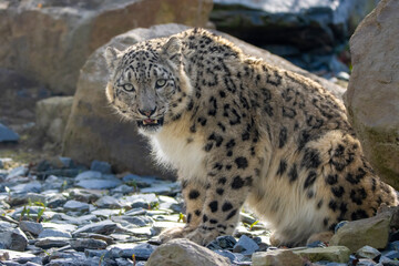 Snow leopard stare