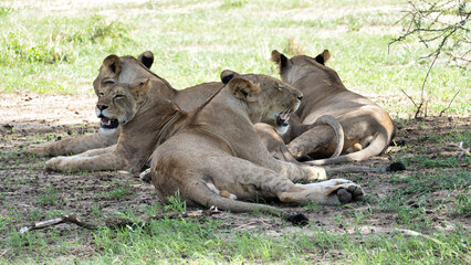 Lions Taking a Break, Resting Comfortably in the Cool Shade of the African Savanna Tarangire National Park Tanzania Africa