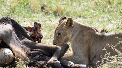A Lioness Engaged in the Act of Feeding on Prey in the Expansive African Savanna