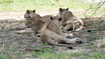 Proud Lions Relaxing in the Beautiful Savanna of Africa, basking in the warm sun light