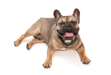 French bulldog lying isolated on white background. A contented dog looks at the camera with a...
