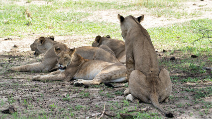 A Group of Majestic Lions Relaxing Peacefully in their Natural Habitat Under the Warm Sun