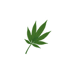 cannabis leaf  with transparent background PNG and JPEG image	
