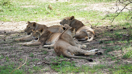 Serene and Majestic Lions Resting Peacefully in the Beauty of Natures Landscape Tarangire National...