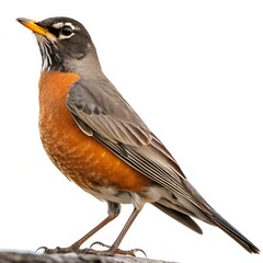 American robin isolated on transparent background