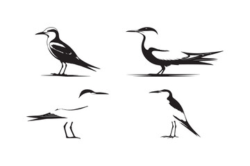 Four Tern Bird Silhouette Illustration Elegant Black and White Art