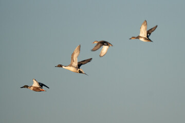 Ducks flying in formation.