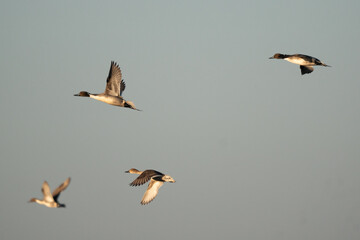 Ducks in flight.