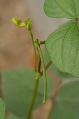 The mung bean or green gram (Vigna radiata) is a plant species in the legume family. The mung bean is mainly cultivated in East, Southeast, and South Asia.