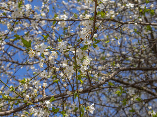 Blooming fruit trees in spring on a clear sunny day. White flowers on plum branches. The fragrance of the flowering trees spreads throughout the area. Blooming cherry plum in the garden.