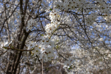 Blooming fruit trees in spring on a clear sunny day. White flowers on plum branches. The fragrance of the flowering trees spreads throughout the area. Blooming cherry plum in the garden.