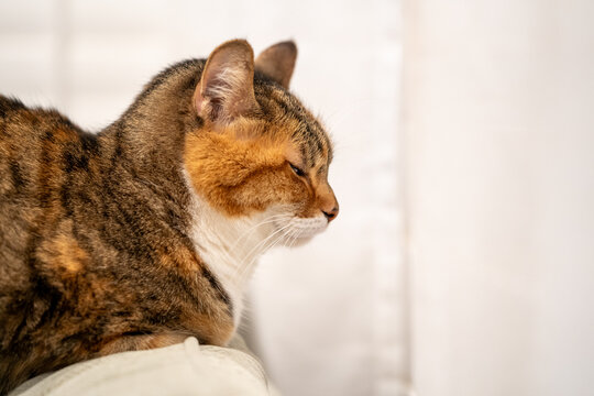 Calico cat resting peacefully.