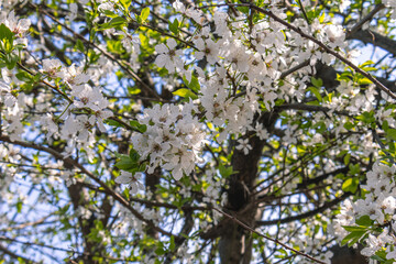Blooming fruit trees in spring on a clear sunny day. White flowers on plum branches. The fragrance of the flowering trees spreads throughout the area. Blooming cherry plum in the garden.
