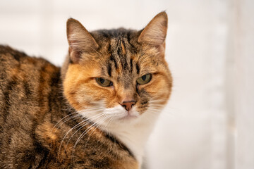Calico cat portrait.