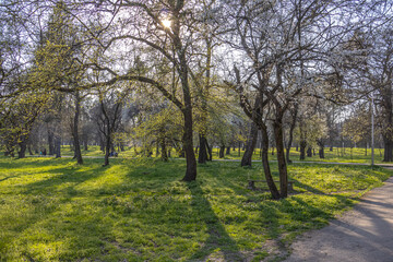 Fototapeta premium Blooming fruit trees in spring on a clear sunny day. White flowers on plum branches. The fragrance of the flowering trees spreads throughout the area. Blooming cherry plum in the garden.