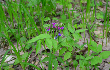 A vibrant purple wildflower in a green forest setting