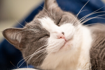 Sleeping gray and white cat