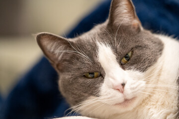 Gray and white cat.