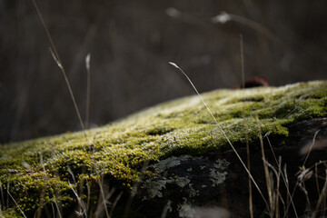 Mossy rock, sunlit grass.