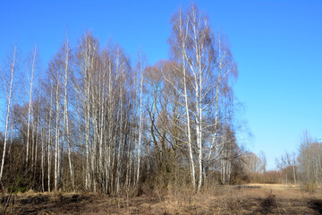 Fototapeta premium Birch trees under a clear blue sky in the forest