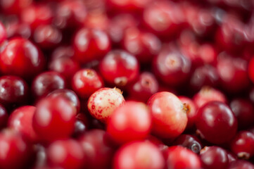 Cranberry. Small forest red berry. A scattering of cranberries. Vitamins from nature