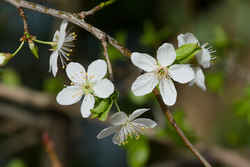 cherry plum blossom on a twig on a sunny spring day close-up