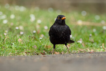male common blackbird in the green grass close-up