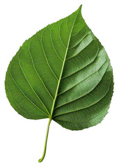 Obraz premium PNG Green leaf green photography green leaf.