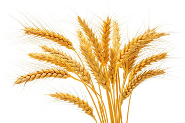 Fototapeta premium Golden Wheat Stalks Abundant Harvest Ripe Grain Agriculture Cereal Crops Farmland