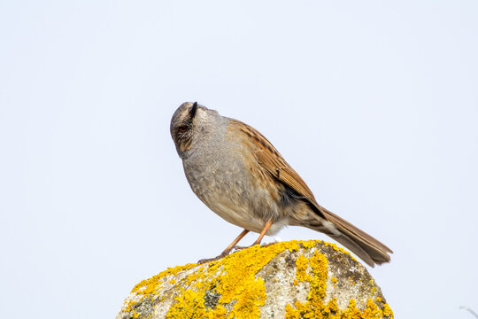Accenteur mouchet sur un pilonne