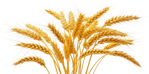 Golden Wheat Stalks Abundant Harvest Ripe Grains Agriculture Farmland Cereal Crop