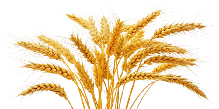 Golden Wheat Stalks Abundant Harvest Ripe Grains Agriculture Farmland Cereal Crop