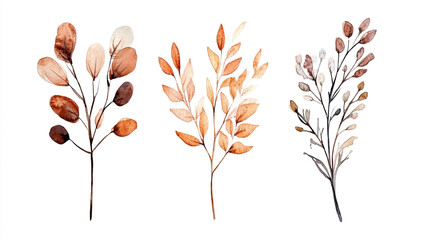 Watercolor Minimalist Dried Plant Illustration