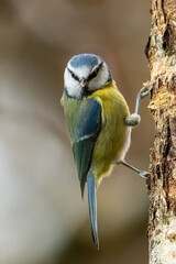 Blue Tit (Cyanistes caeruleus)