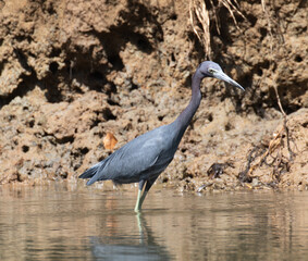 Little Blue Heron, Costa Rica, Central America