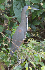 Bare-throated Tiger Heron, Costa Rica