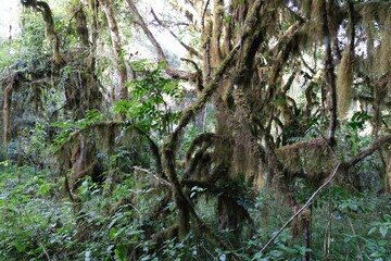 Fototapeta premium Old Man's Beard (Usnea Barbata) hanging from branches in forest in Arusha National Park, on trail to Mount Meru, Tanzania