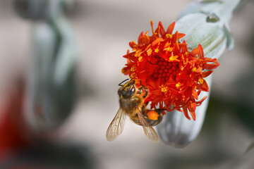 Westliche Honigbiene (Apis mellifera) mit gefülltem Pollenhöschen an einer sich gerade öffnenden...