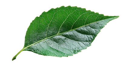 Obraz premium Close-up of a Vibrant Green Leaf