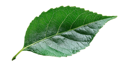 Close-up of a Vibrant Green Leaf