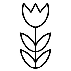 black and white tulip