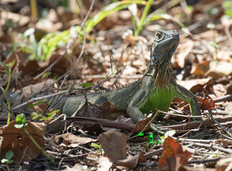 Green Iguana, Coasta Rica, Central America