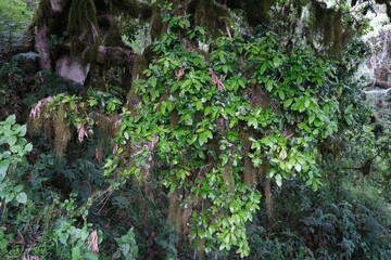 Close up of branches with green leaves of wild olive Olea Africana, met on Kilimanjaro, Tanzania