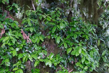 Close up of branches with green leaves of wild olive Olea Africana, met on Kilimanjaro, Tanzania