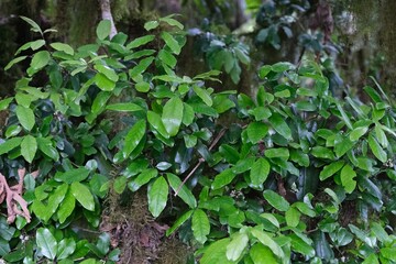 Close up of branches with green leaves of wild olive Olea Africana, met on Kilimanjaro, Tanzania