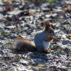 portrait of a squirrel in spring