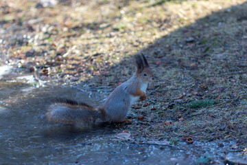 squirrel in spring