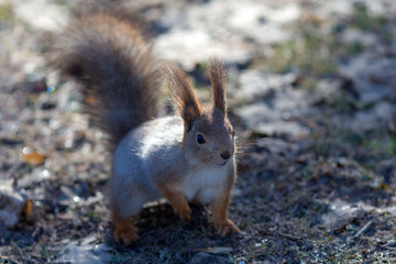 squirrel in spring