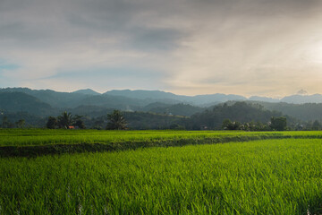 Lush Green Rice Field With Hills and Trees Under a Cloudy Sky